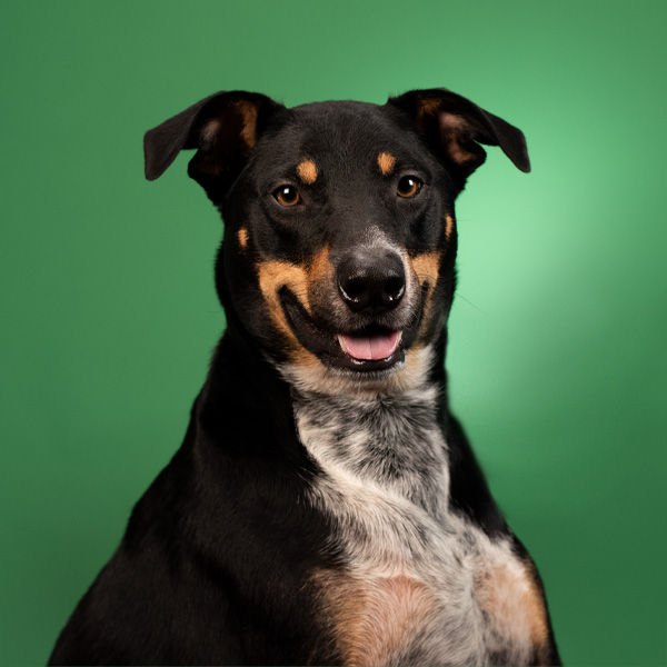 DingoJackson-1