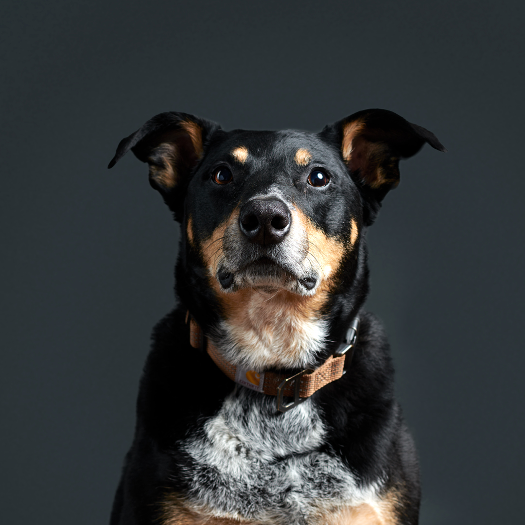 Dingo-Main